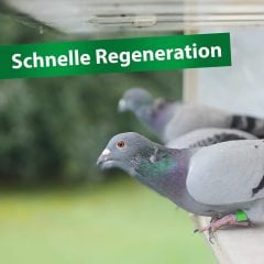 Röhnfried Bt-Amin Forte Amino Asit B Vitamini ve Elektrolit Karışımı 1000 ml