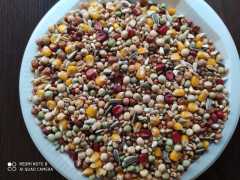 TÜM SEZON GÜVERCİN YEMİ