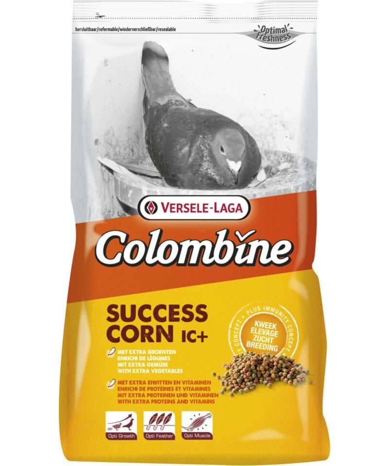 SUCCESS CORN