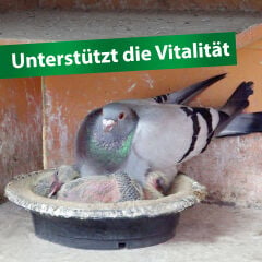 Röhnfried OptiBreed 600 g